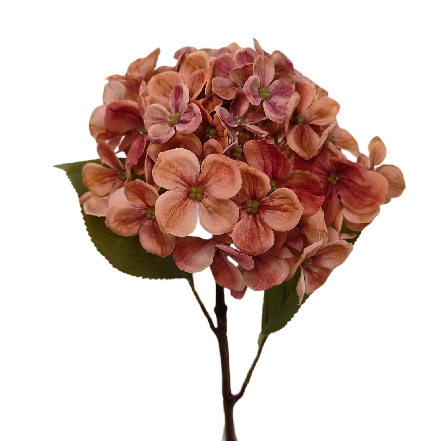 Hortensja pojedyncza różowo łososiowa