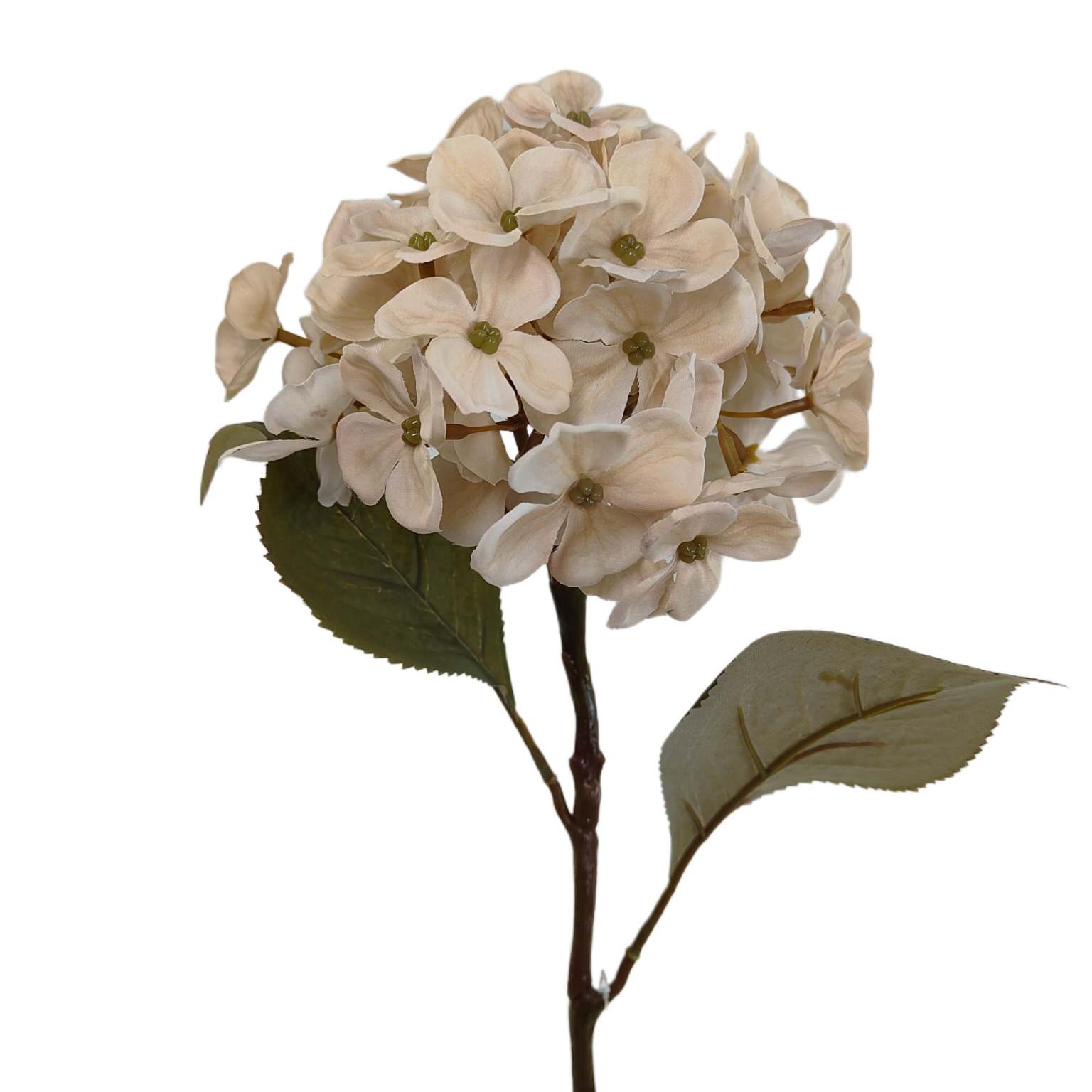 Hortensja pojedyncza ciemny krem