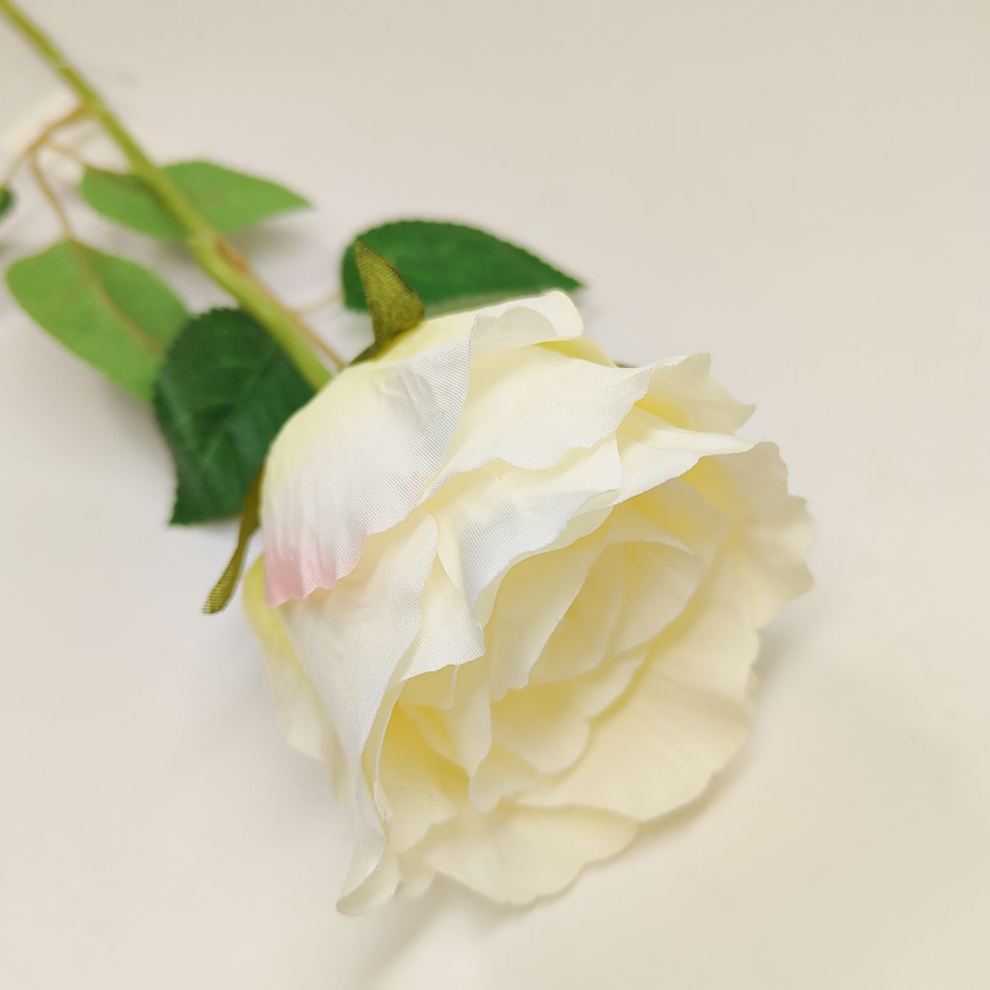 Róża pojedyncza kremowa