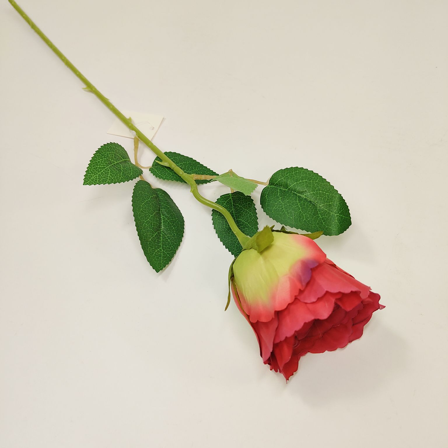 Róża pojedyncza czerwona cieniowana