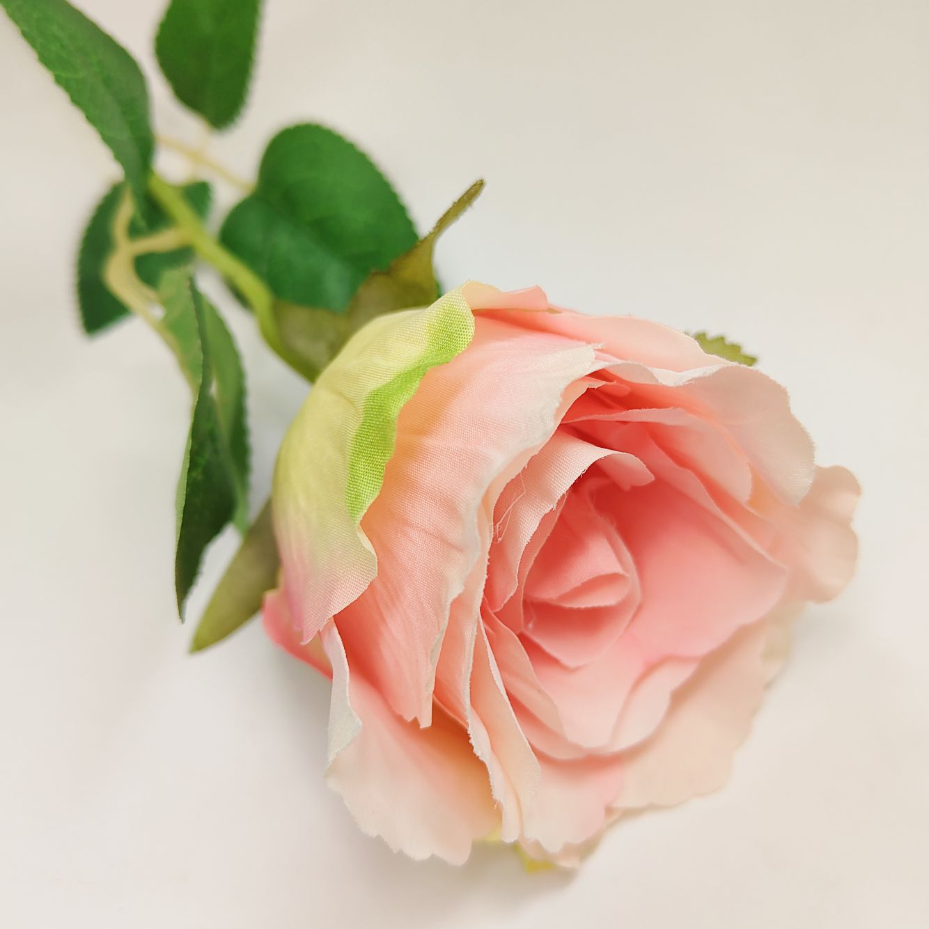 Róża pojedyncza jasny róż cieniowana