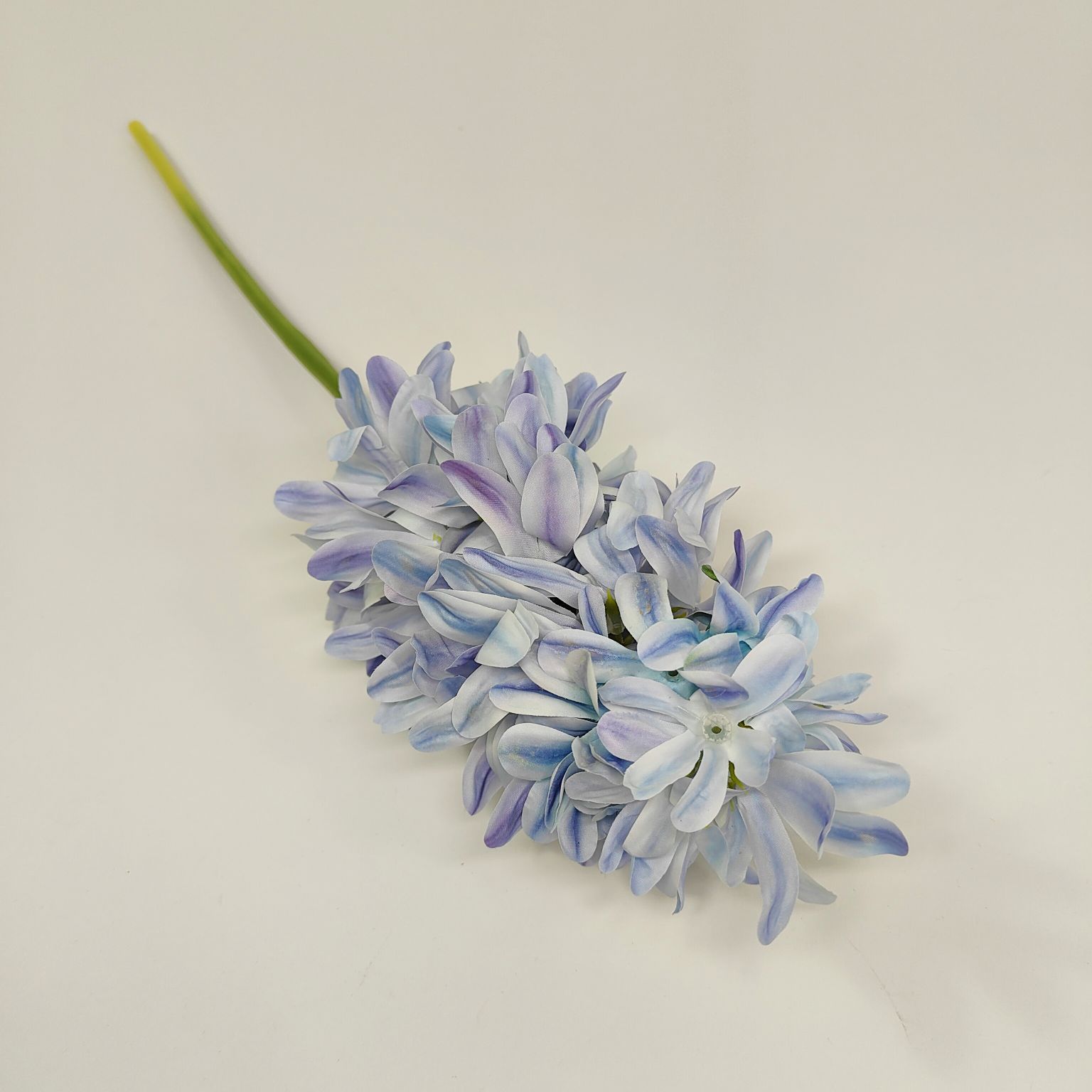 Hiacynt pojedynczy niebieski