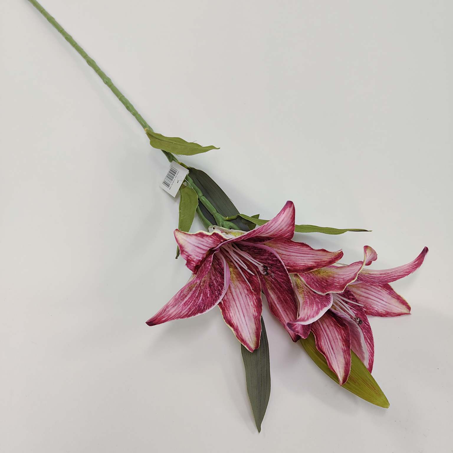 Lilia pojedyncza x2 biskupia