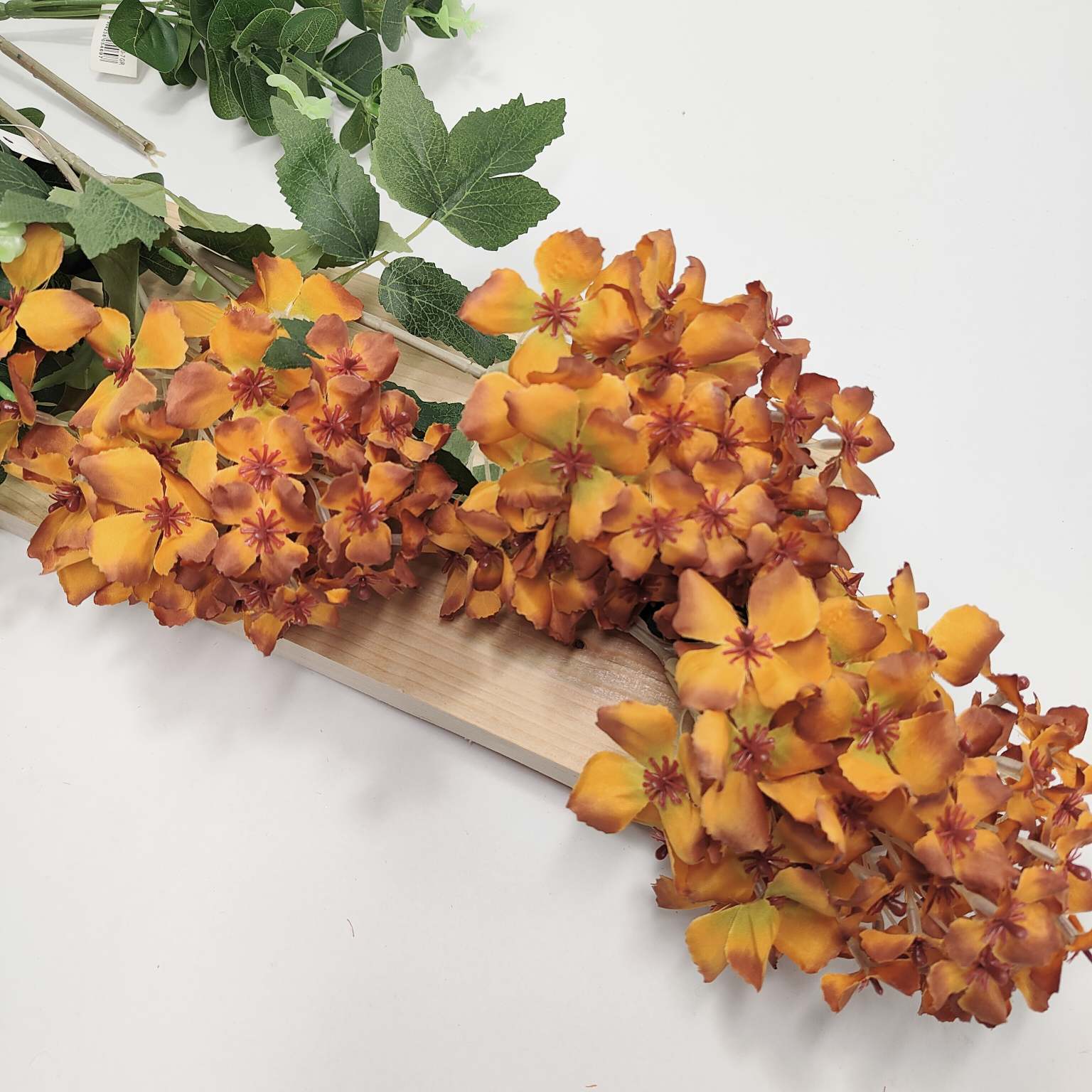 Hortensja pojedyncza x3 brązowa