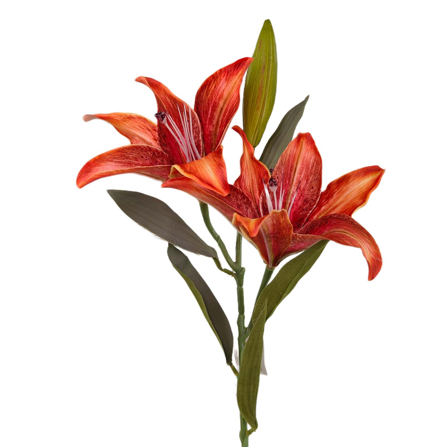 Lilia pojedyncza x2 ruda