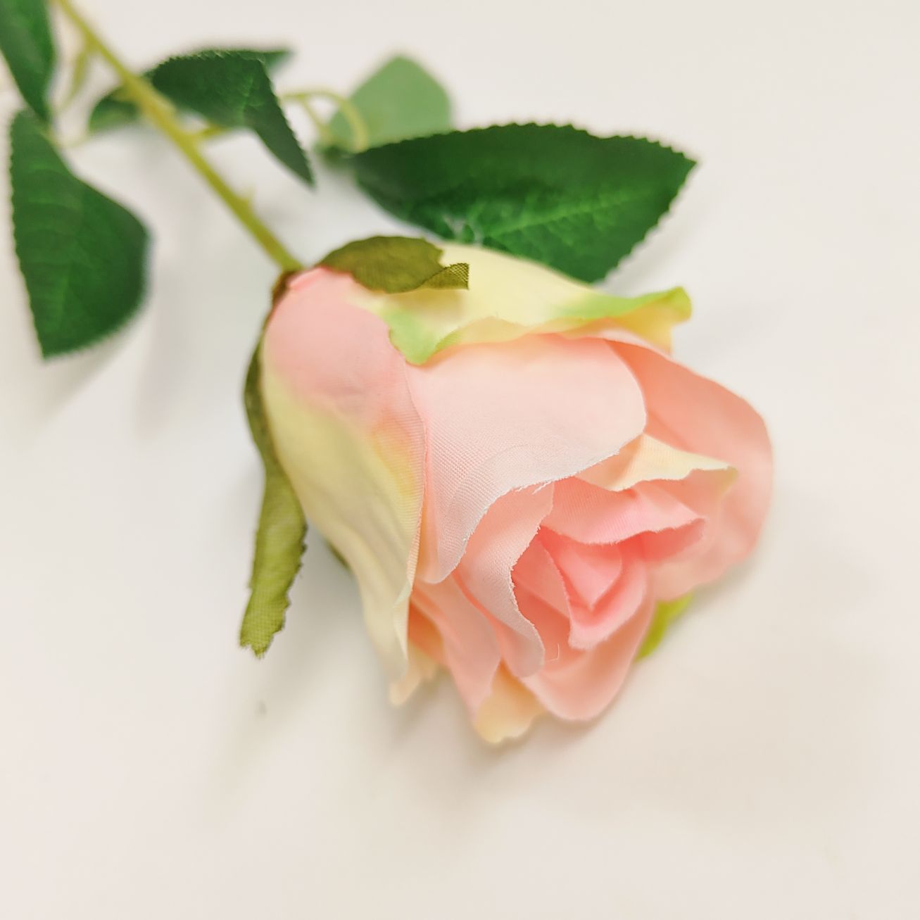 Róża pojedyncza jasny róż cieniowana