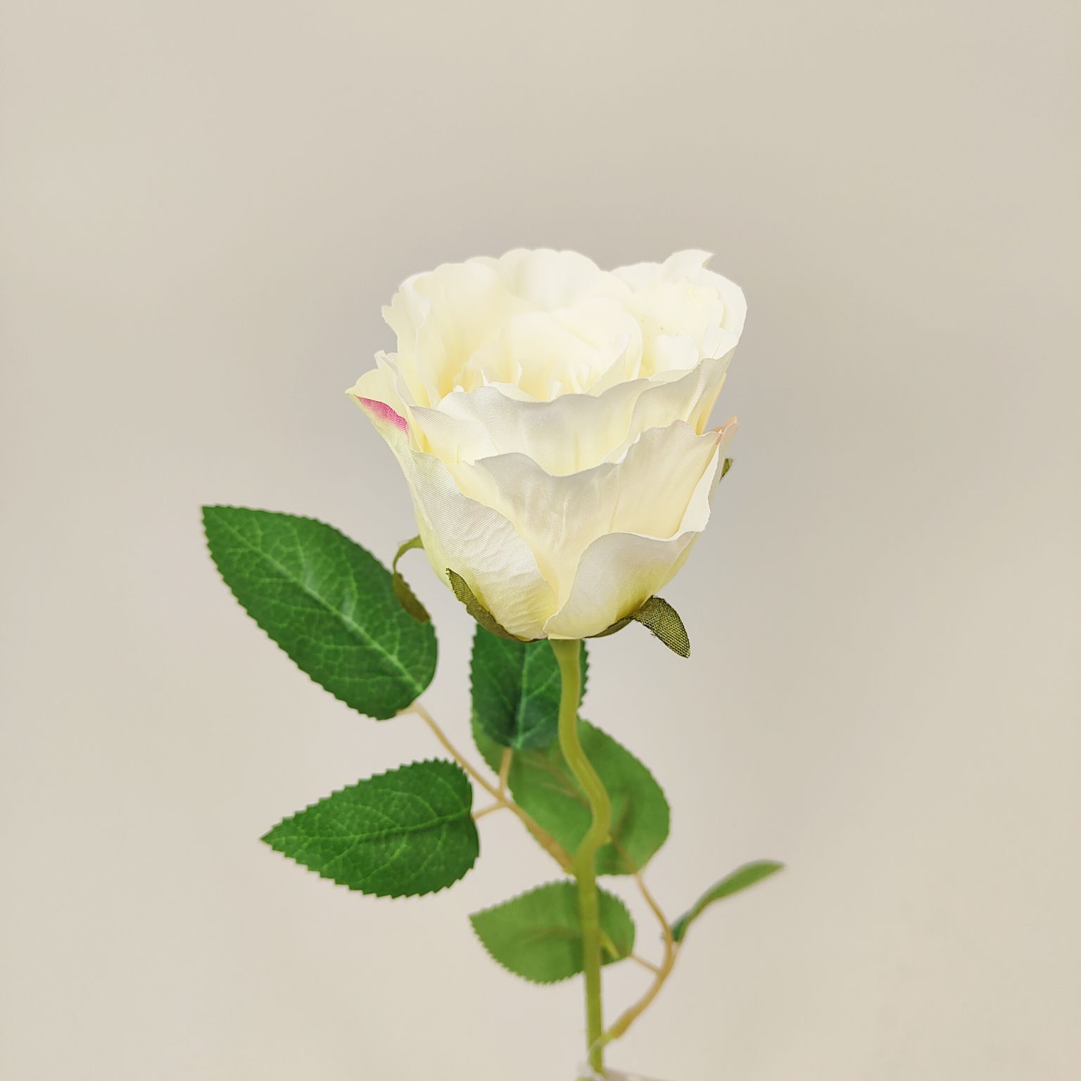 Róża pojedyncza kremowa