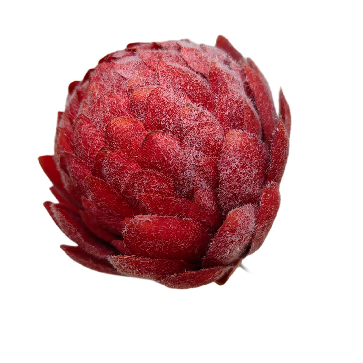 Karczoch wyrobowy bordowy 9szt