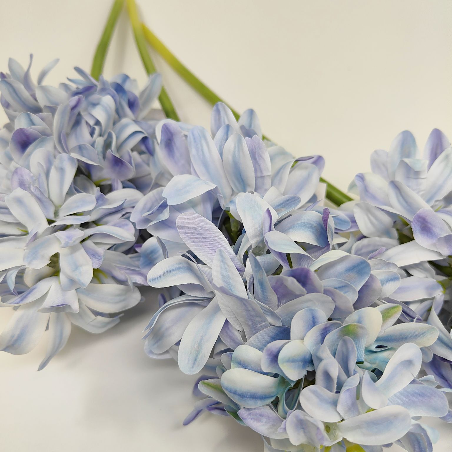 Hiacynt pojedynczy niebieski