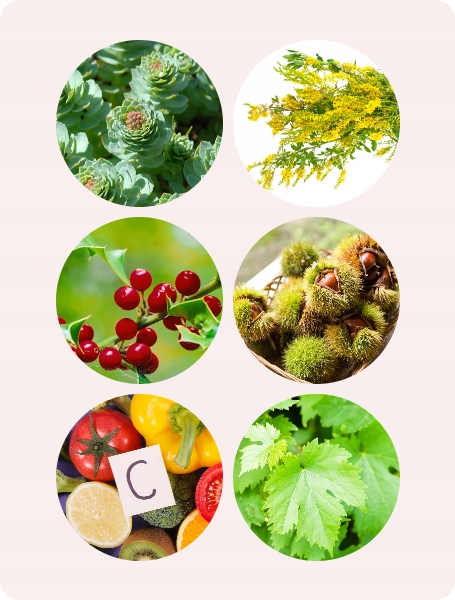 Veniseptico - wsparcie dla układu krążenia