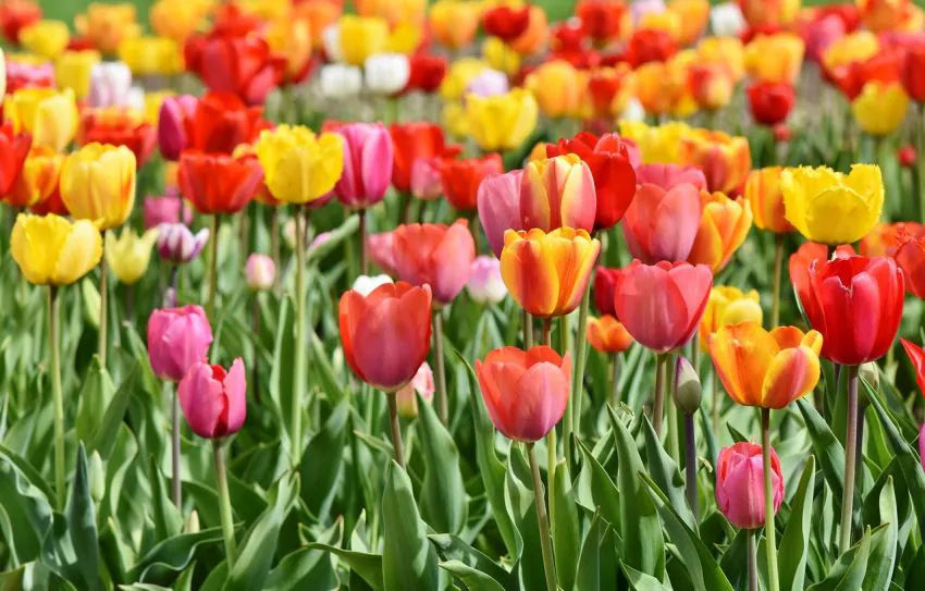 Tulipan Darwina wysoki mix — dlaczego warto posadzić cebule tulipanów Darwin Hybrid