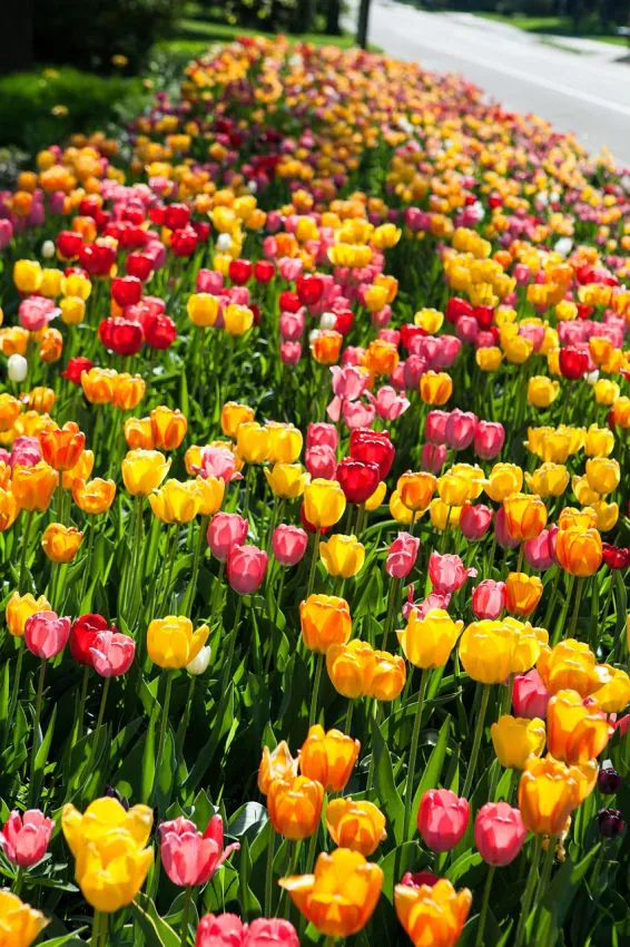 Tulipan Darwina wysoki mix — z czym łączyć tulipany — pomysły na rabatę i wazon