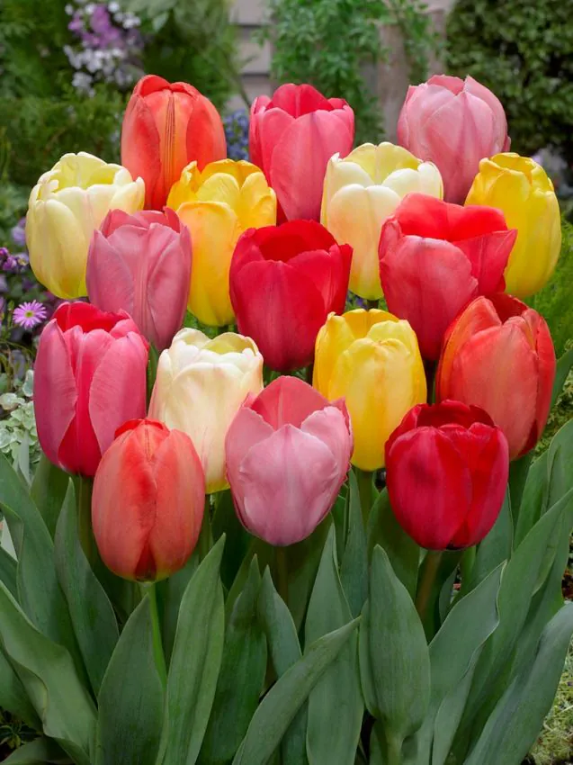 Tulipan mix Darwina — zdjęcie odmiany