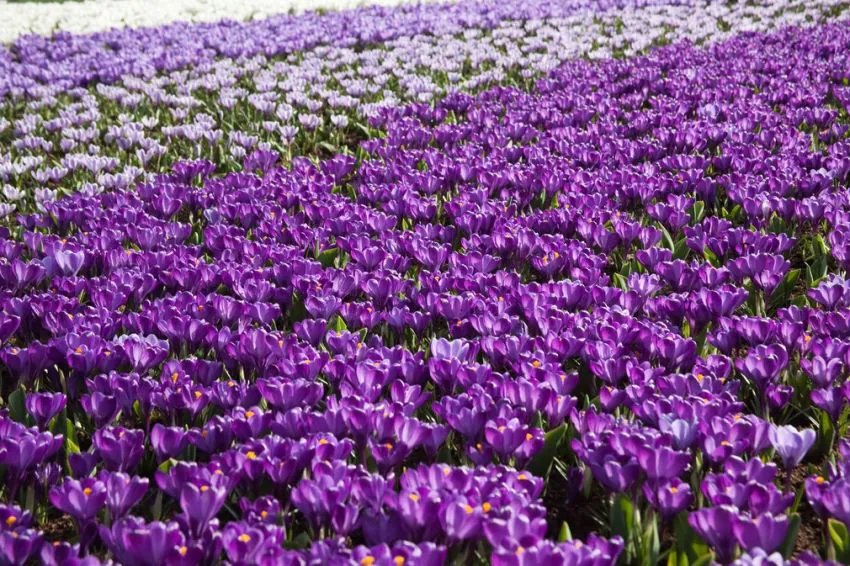 Krokus 'Flower Record' — zdjęcie odmiany (2)