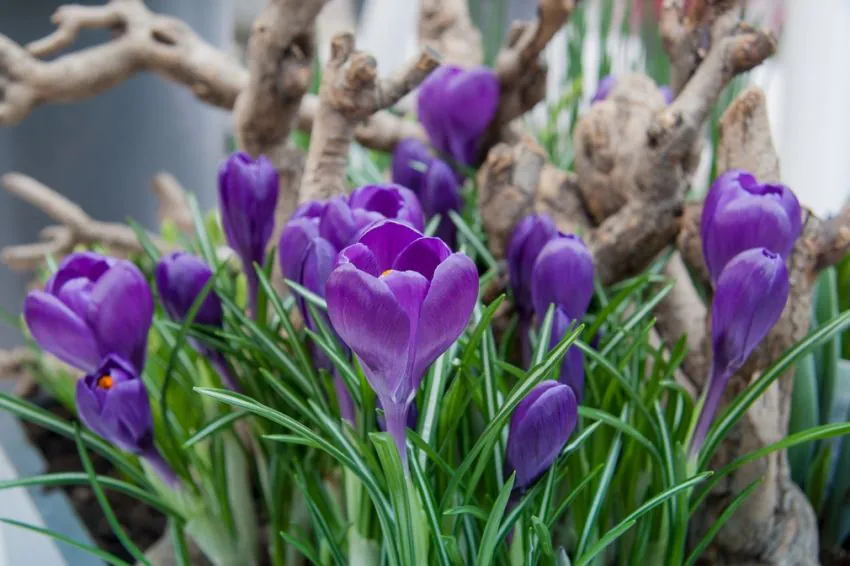 Krokus 'Flower Record' — z czym łączyć krokusy — pomysły na ogród i donicę