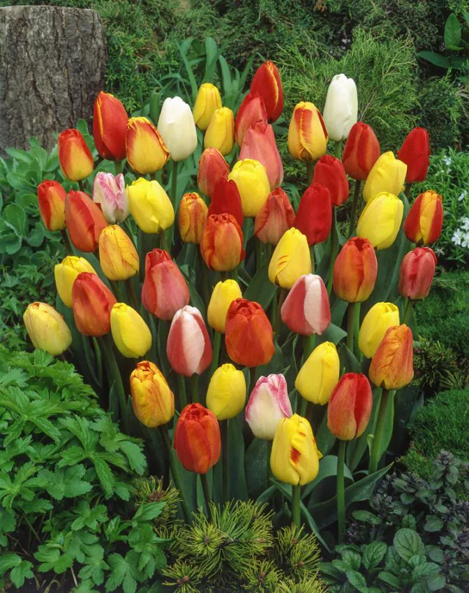 Tulipan Darwina mix kolorów — jak sadzić