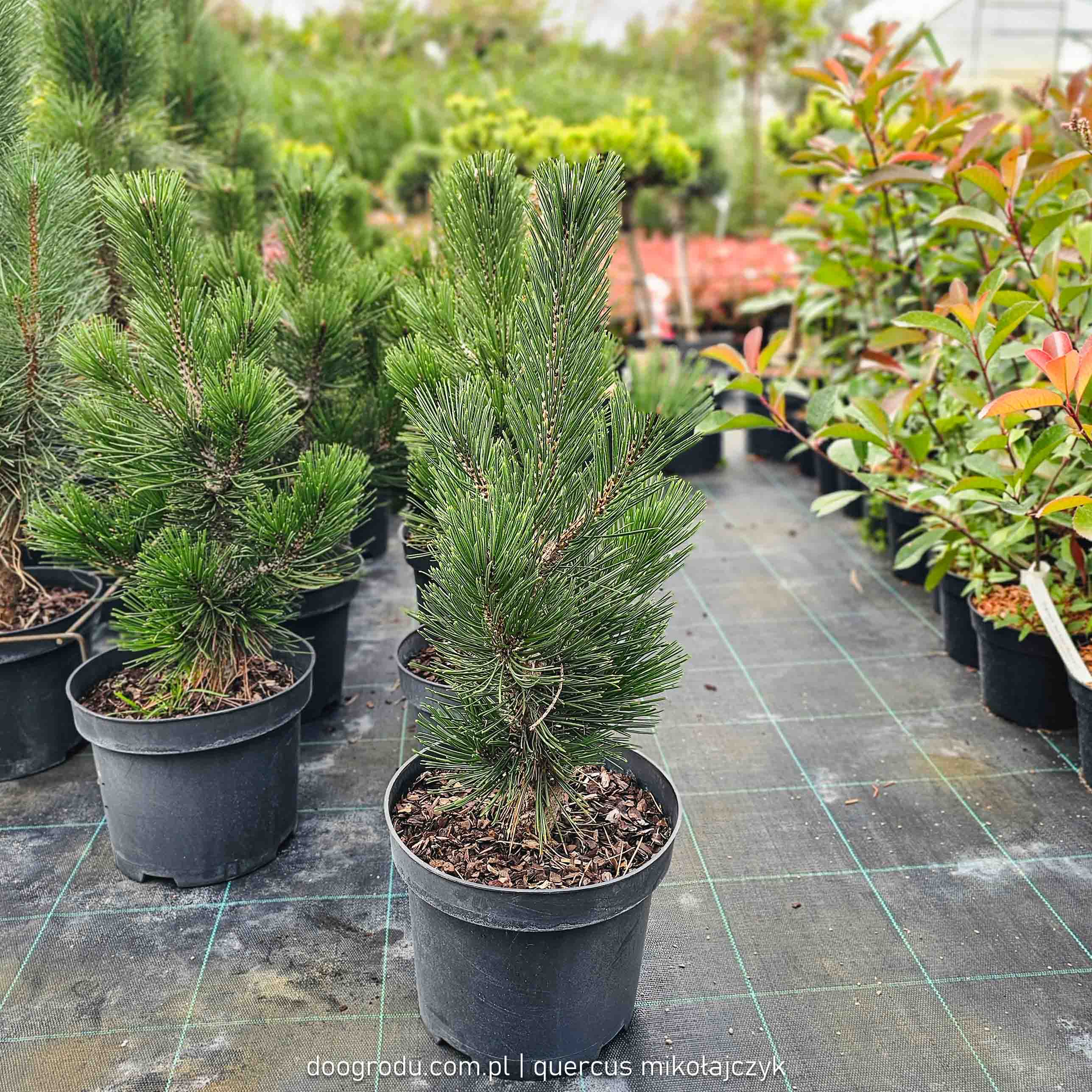 Sosna Bośniacka Malinki