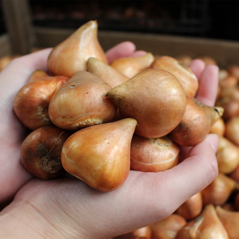 Tulipan pełnokwiatowy strzępiasty mix — zdjęcie odmiany (6)