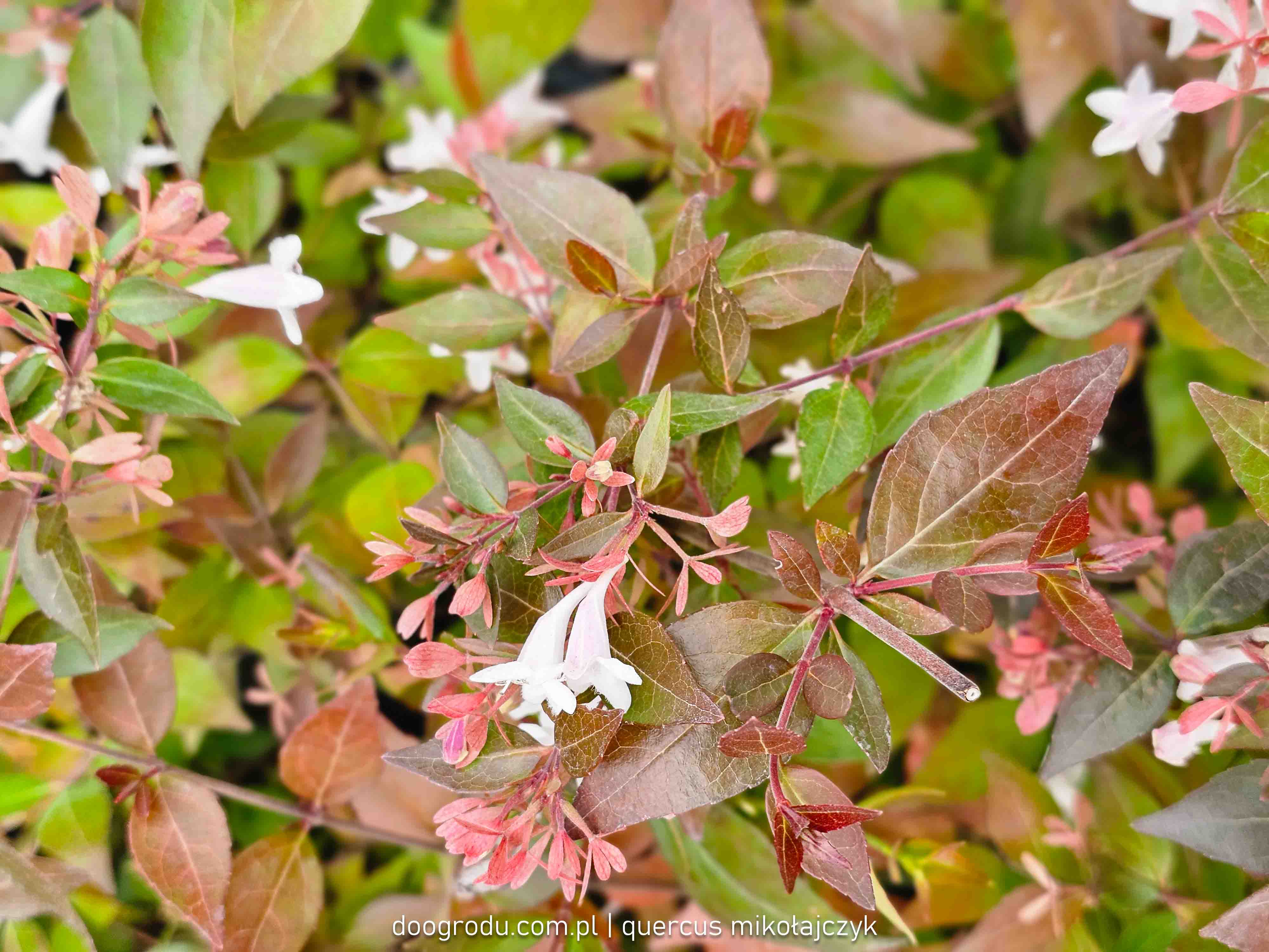 Abelia wielkokwiatowa