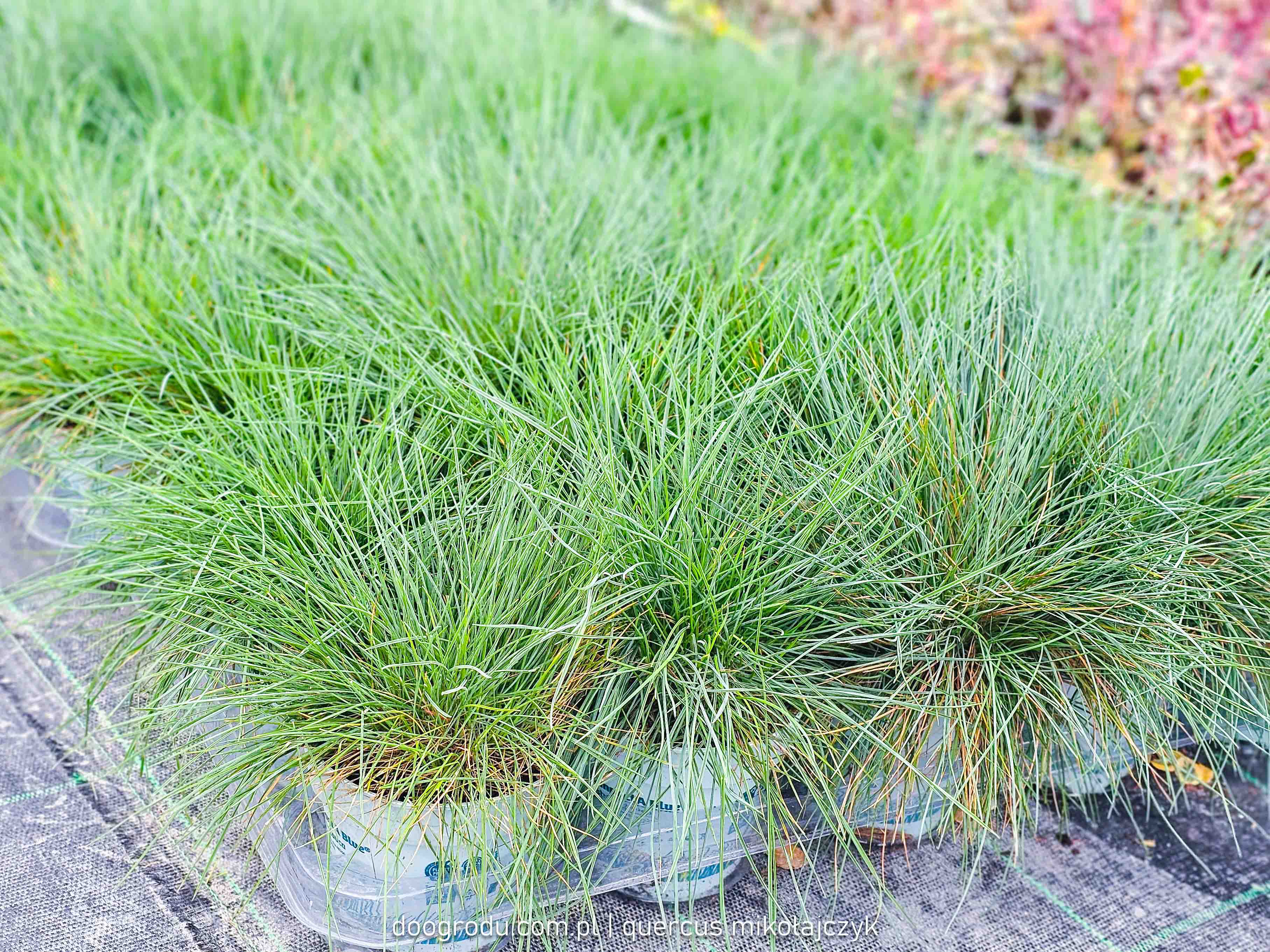 Kostrzewa Compacta Blue