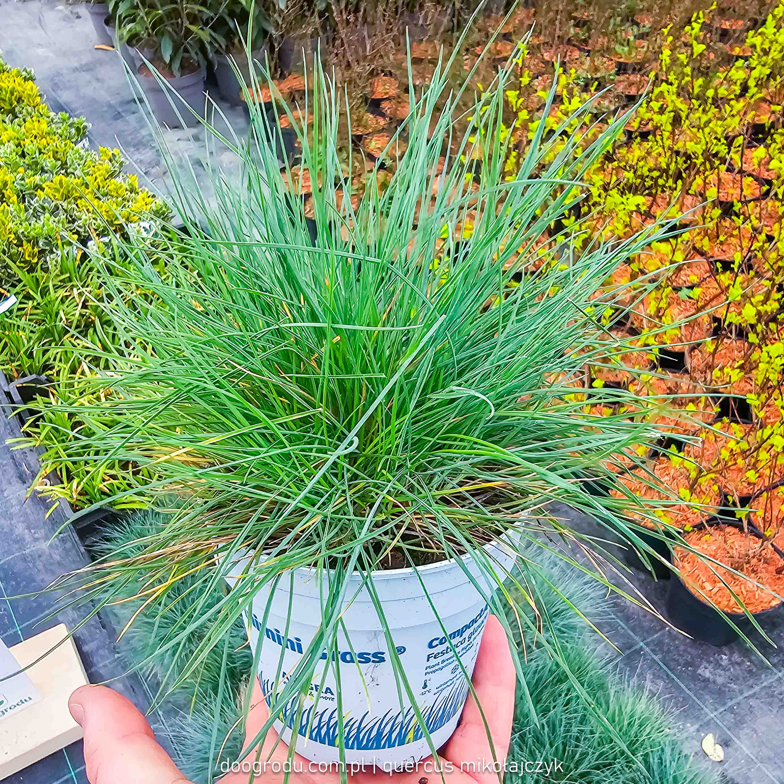 Kostrzewa Compacta Blue