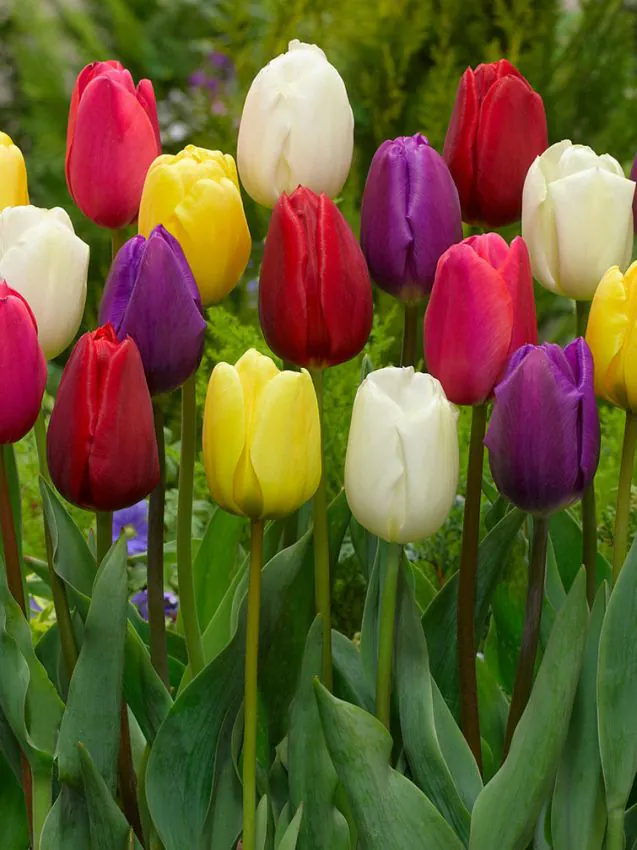 Tulipan kolorowy mix Triumph — z czym łączyć tulipany — pomysły na rabatę i wazon