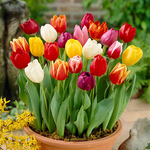 Tulipan Triumph mieszanka kolorów — jak sadzić