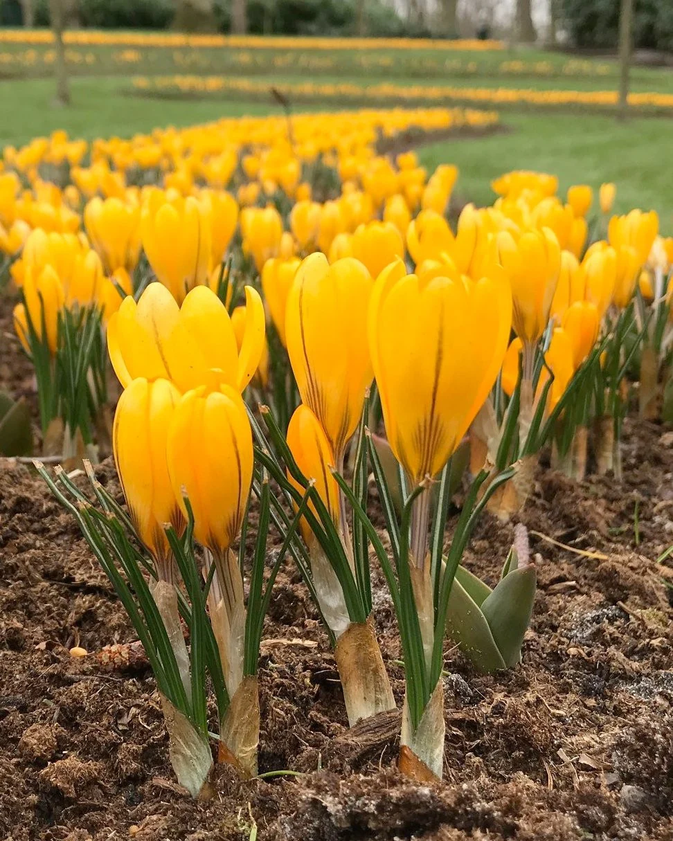 Krokus wielkokwiatowy żółty — jak sadzić