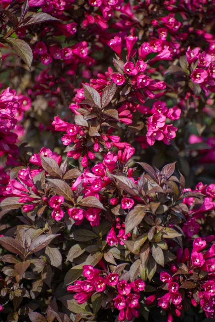 Krzewuszka cudowna 'Minor Black'