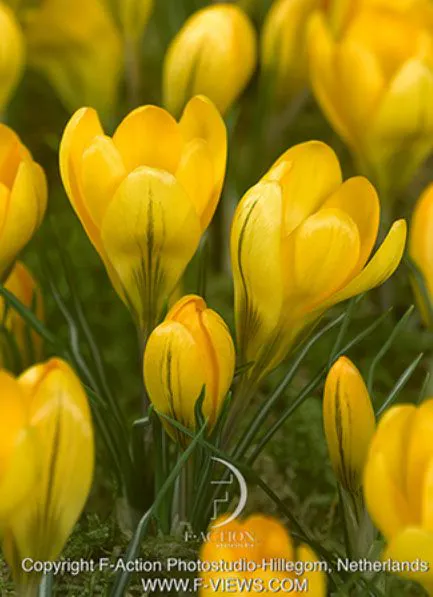 Krokus wielkokwiatowy żółty — zdjęcie odmiany (7)