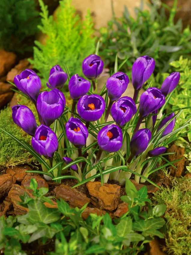Krokus 'Flower Record' — zdjęcie odmiany (3)