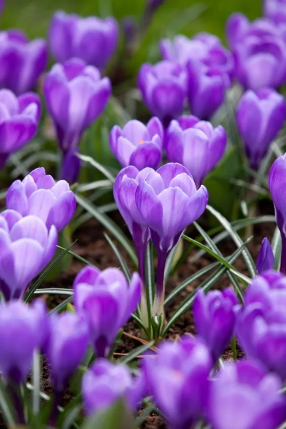Krokus 'Flower Record' — zdjęcie odmiany (5)