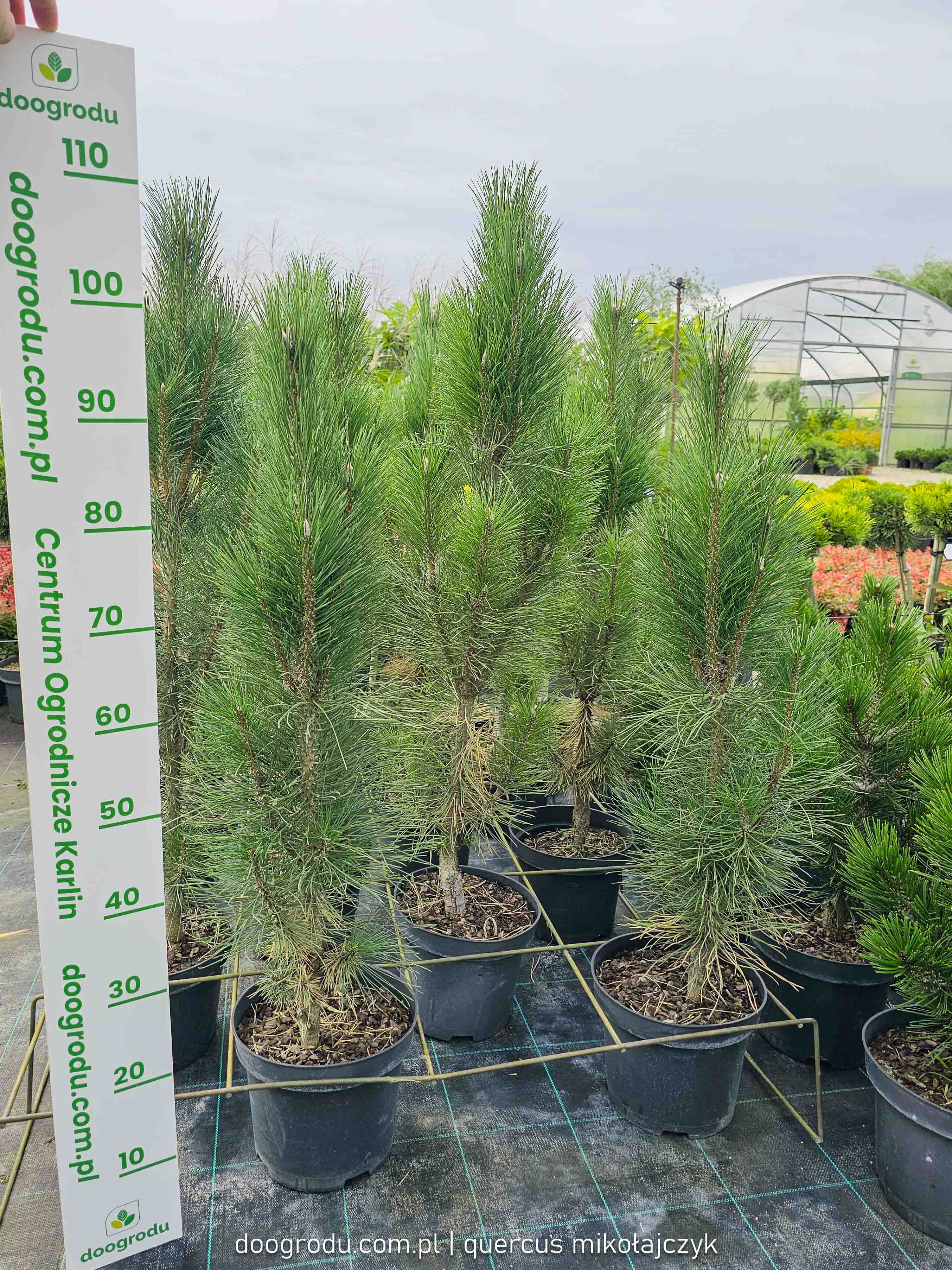 Sosna czarna 'Obelisk'