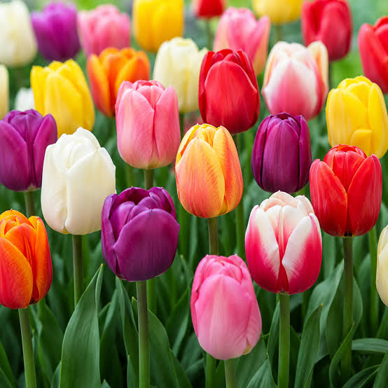 Tulipan Triumph mix kolorów — zdjęcie odmiany (5)