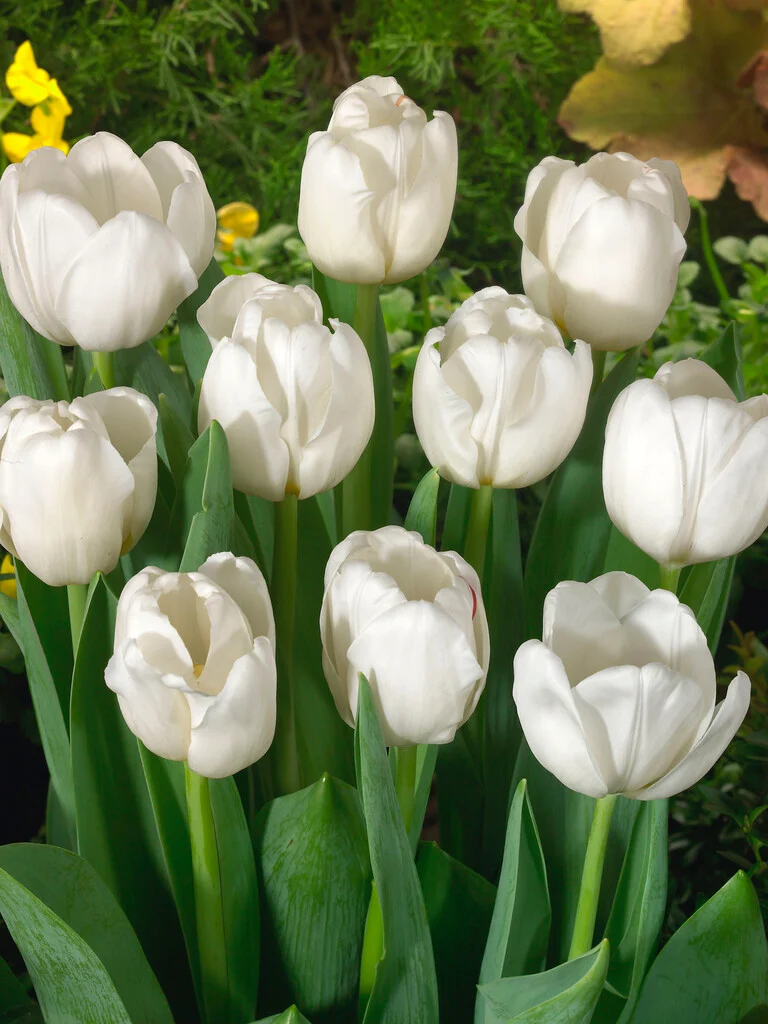 Tulipan 'Antarctica' — zdjęcie odmiany (3)