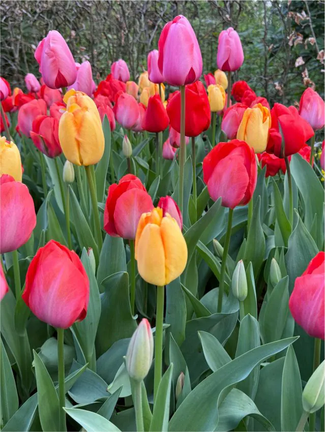 Tulipan Darwina wysoki mix — zdjęcie odmiany (6)