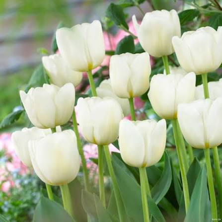 Tulipan 'Antarctica' — dlaczego warto posadzić cebule tulipana