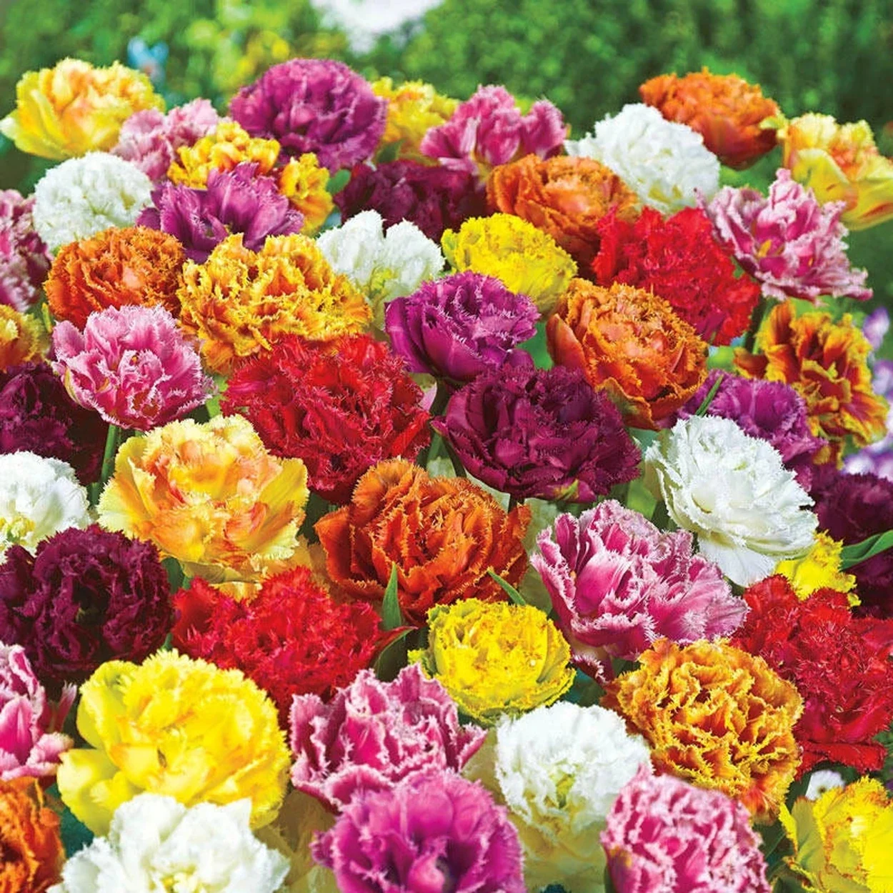 Tulipan pełnokwiatowy strzępiasty mix — zdjęcie odmiany (3)