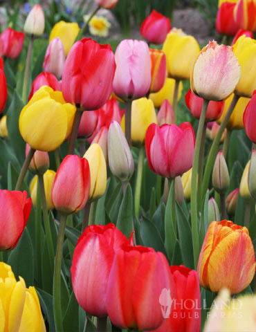 Tulipan kolorowy mix Triumph — zdjęcie odmiany