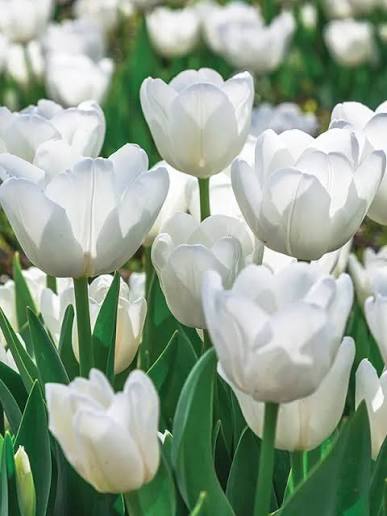 Tulipan 'Antarctica' — zdjęcie odmiany
