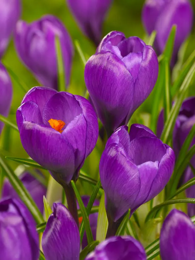Krokus 'Flower Record' — zdjęcie odmiany