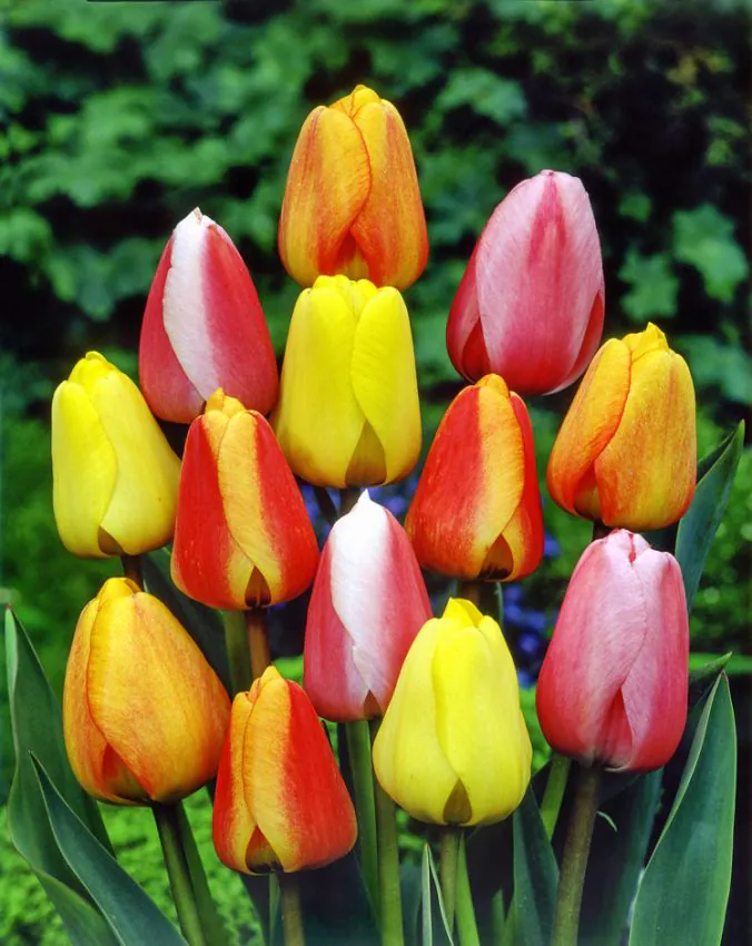 Tulipan Darwina wysoki mix — dlaczego warto posadzić cebule tulipanów Darwin Hybrid (2)