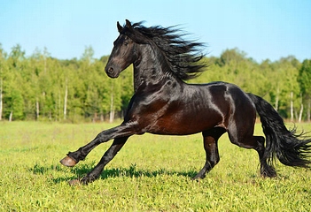 RESPIVAL ochrona dróg oddechowych drób trzoda wysokie stężenie amoniaku 1l