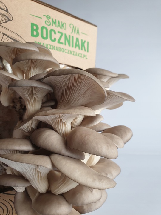 Grzybnia do uprawy domowej boczniak ostrygowaty