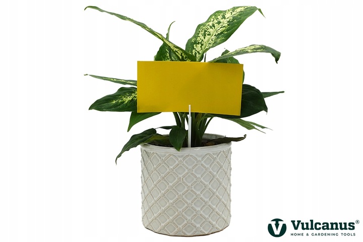 40x Lep Do Doniczek Żółty Na Mszyce Ziemiórki Owady Szkodniki Lepy