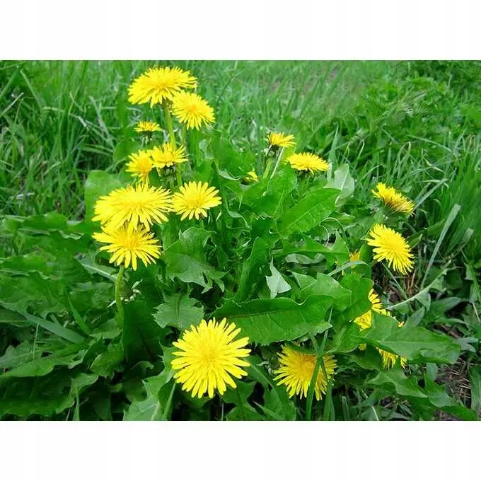 Roundup 360 SL Plus 5l glifosat, herbicyd, perz