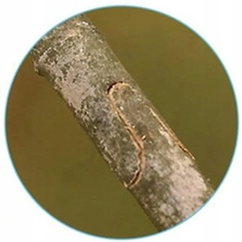 ZESTAW SEKATOR NOŻYCE NOŻYCZKI OGRODOWE DO SZCZEPIEŃ OKULIZACJI DRZEW ETUI