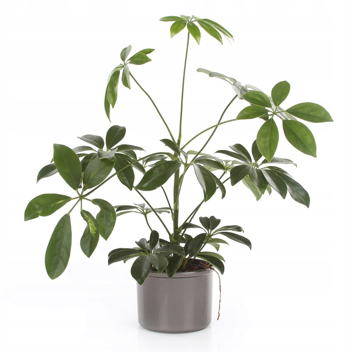 donica w połysku biały połysk ERA 15 zestaw hydro