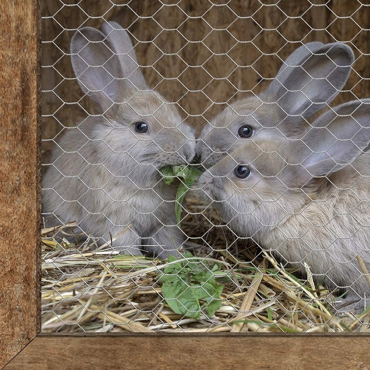 SIATKA HODOWLANA DO KLATEK SZEŚCIOKĄTNA OCYNKOWANA zielona 25x25mm 1,5m 25m