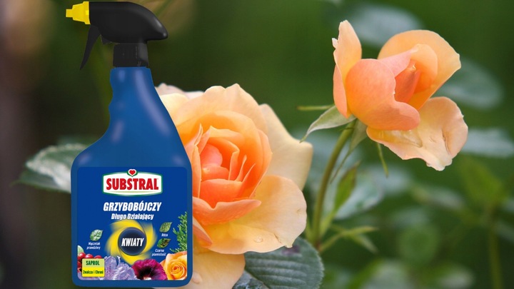 SAPROL GRZYBOBÓJCZY środek KWIATY: ZWALCZA CHRONI